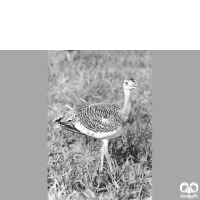 گونه میش مرغ Great Bustard